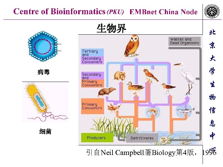生物界 病毒 细菌 引自Neil Campbell著Biology第 4版，1996 