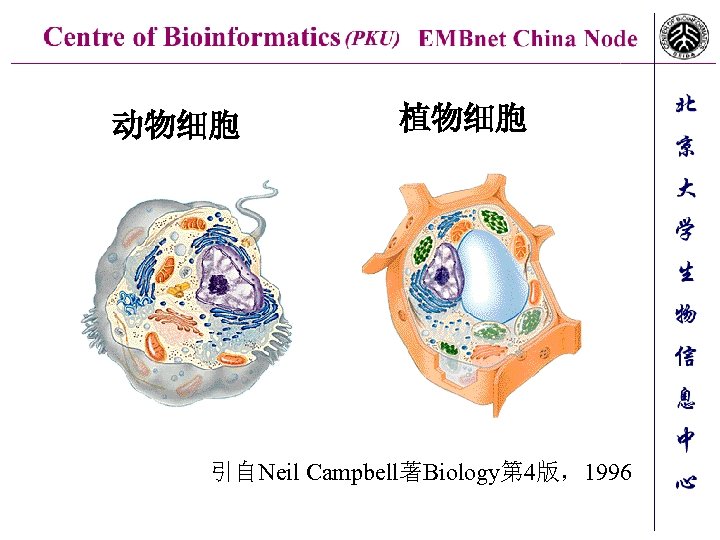 动物细胞 植物细胞 引自Neil Campbell著Biology第 4版，1996 