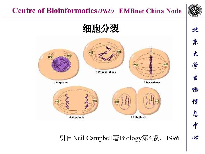 细胞分裂 引自Neil Campbell著Biology第 4版，1996 