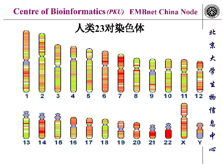 人类 23对染色体 