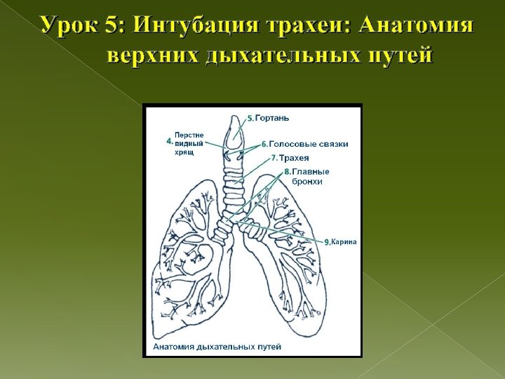 Урок 5: Интубация трахеи: Анатомия верхних дыхательных путей 