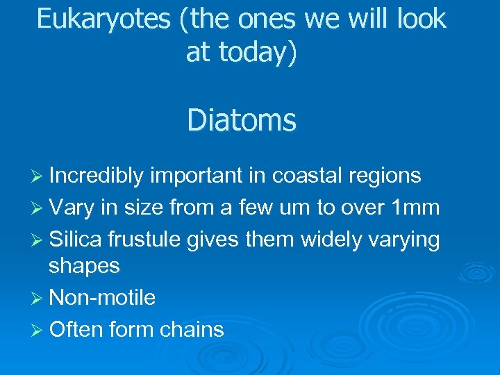 Eukaryotes (the ones we will look at today) Diatoms Ø Incredibly important in coastal