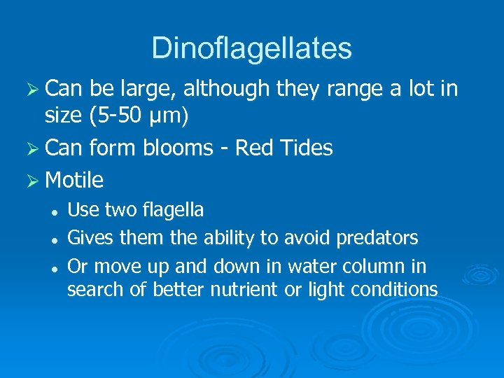 Dinoflagellates Ø Can be large, although they range a lot in size (5 -50