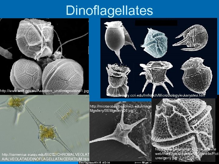 Dinoflagellates http: //www. aad. gov. au/Asset/em_unit/images/dino 1. jpg http: //faculty. ccri. edu/lmfrolich/Microbiology/eukaryotes. htm http:
