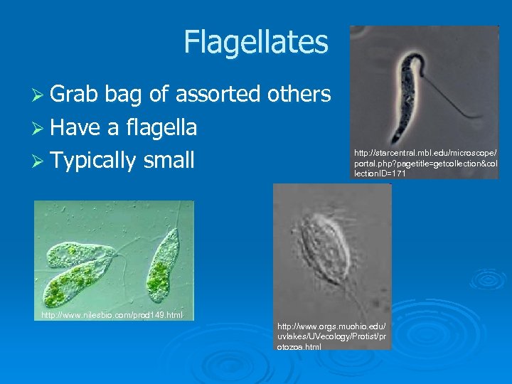Flagellates Ø Grab bag of assorted others Ø Have a flagella Ø Typically small