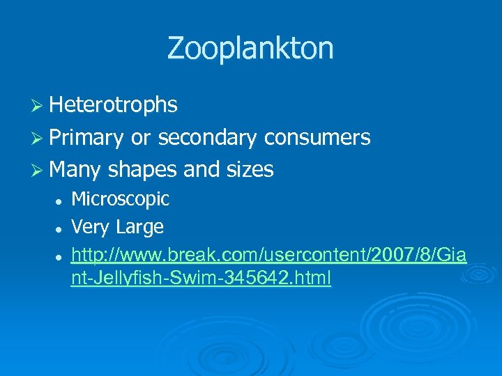 Zooplankton Ø Heterotrophs Ø Primary or secondary consumers Ø Many shapes and sizes l