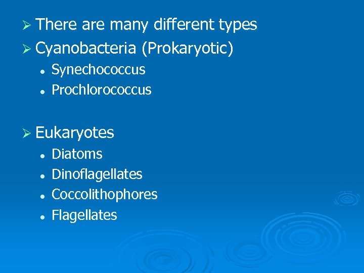 Ø There are many different types Ø Cyanobacteria (Prokaryotic) l l Synechococcus Prochlorococcus Ø