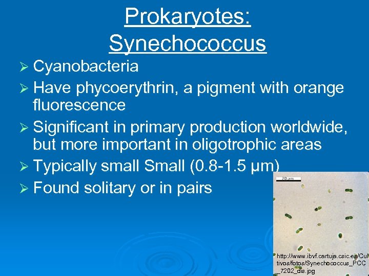 Prokaryotes: Synechococcus Ø Cyanobacteria Ø Have phycoerythrin, a pigment with orange fluorescence Ø Significant