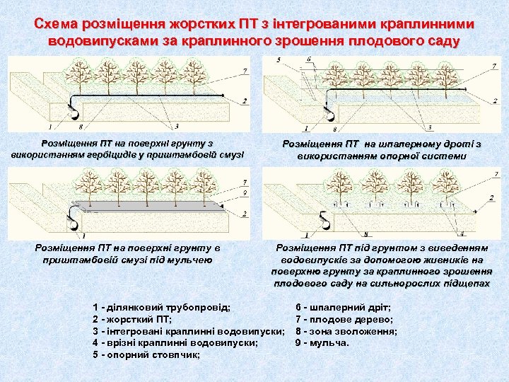 Схема розміщення жорстких ПТ з інтегрованими краплинними водовипусками за краплинного зрошення плодового саду Розміщення