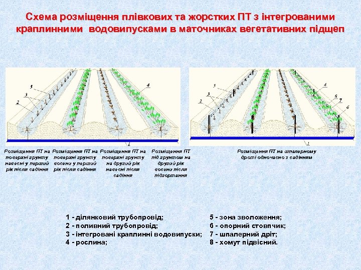 Схема розміщення плівкових та жорстких ПТ з інтегрованими краплинними водовипусками в маточниках вегетативних підщеп