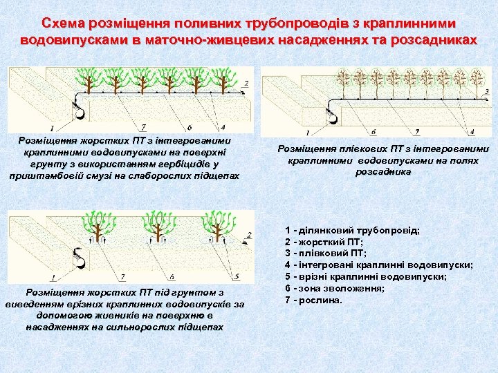 Схема розміщення поливних трубопроводів з краплинними водовипусками в маточно-живцевих насадженнях та розсадниках Розміщення жорстких