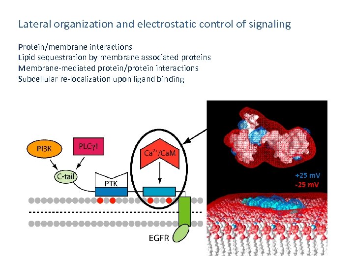 Lateral organization and electrostatic control of signaling Protein/membrane interactions Lipid sequestration by membrane associated