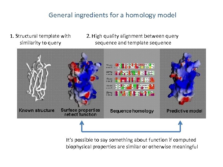General ingredients for a homology model 1. Structural template with similarity to query 2.