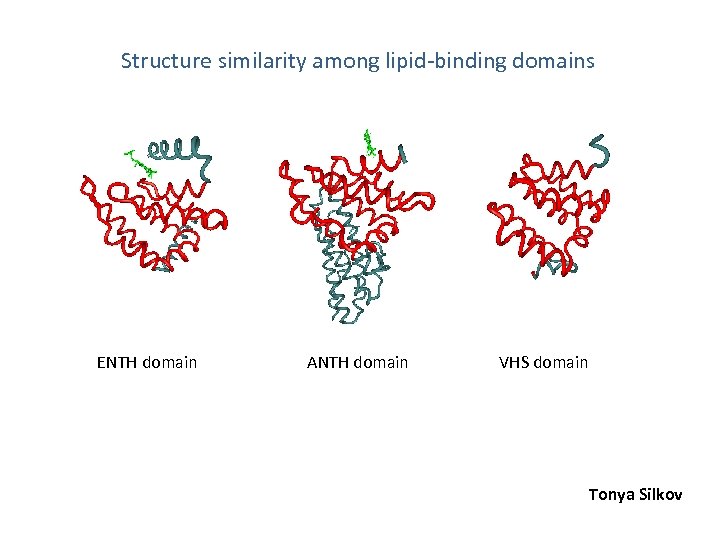 Fig. 1 Structure similarity among lipid-binding domains ENTH domain ANTH domain VHS domain Tonya