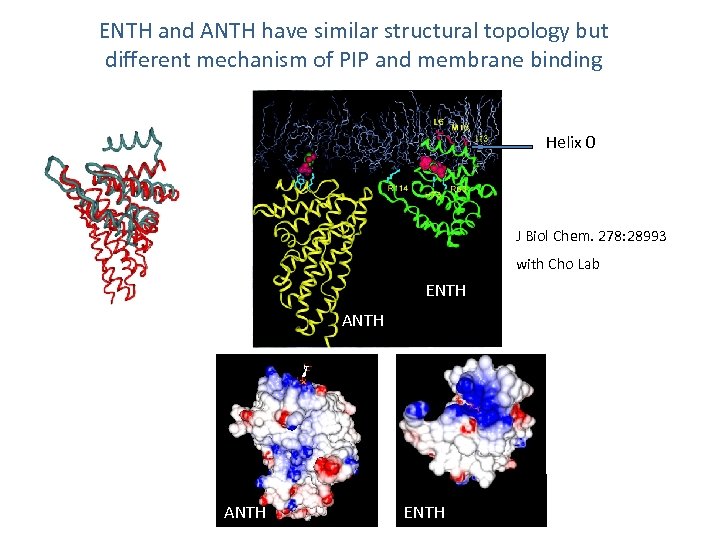 ENTH and ANTH have similar structural topology but different mechanism of PIP and membrane