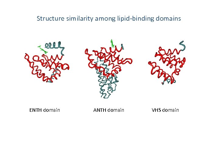 Fig. 1 Structure similarity among lipid-binding domains ENTH domain ANTH domain VHS domain 