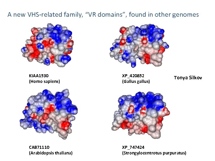 A new VHS-related family, “VR domains”, found in other genomes KIAA 1530 (Homo sapiens)