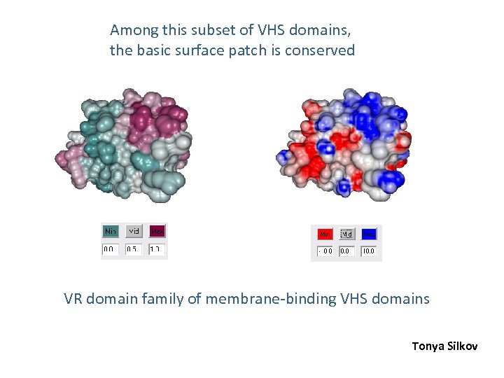 Among this subset of VHS domains, the basic surface patch is conserved VR domain