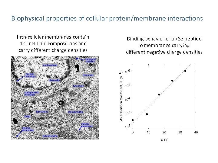 Biophysical properties of cellular protein/membrane interactions Intracellular membranes contain distinct lipid compositions and carry