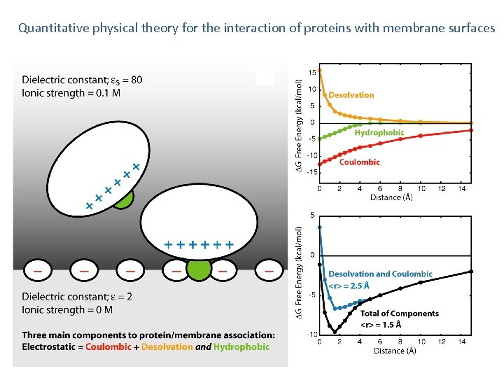 Quantitative physical theory for the interaction of proteins with membrane surfaces 