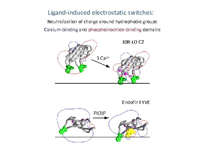 Ligand-induced electrostatic switches: Neutralization of charge around hydrophobic groups Calcium-binding and phosphoinositide-binding domains 10