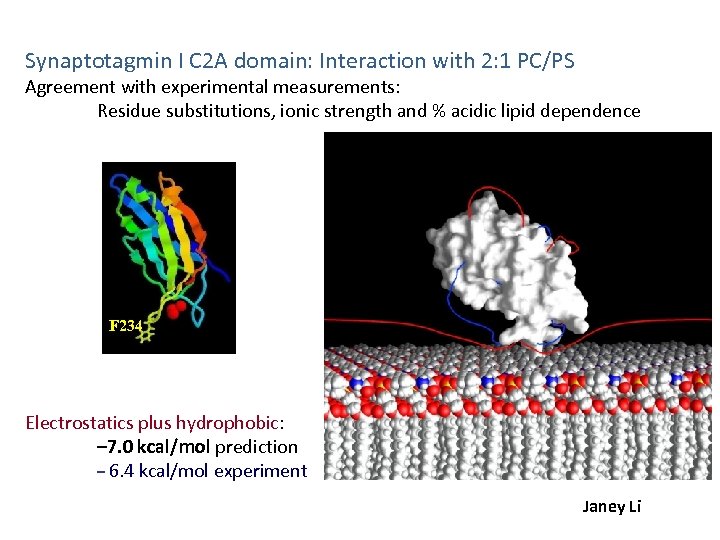 Synaptotagmin I C 2 A domain: Interaction with 2: 1 PC/PS Agreement with experimental