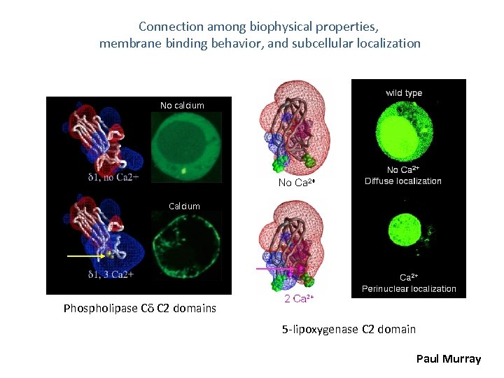 Connection among biophysical properties, membrane binding behavior, and subcellular localization No calcium Calcium Phospholipase