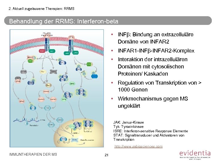 2. Aktuell zugelassene Therapien: RRMS Behandlung der RRMS: Interferon-beta • INFβ: Bindung an extrazelluläre