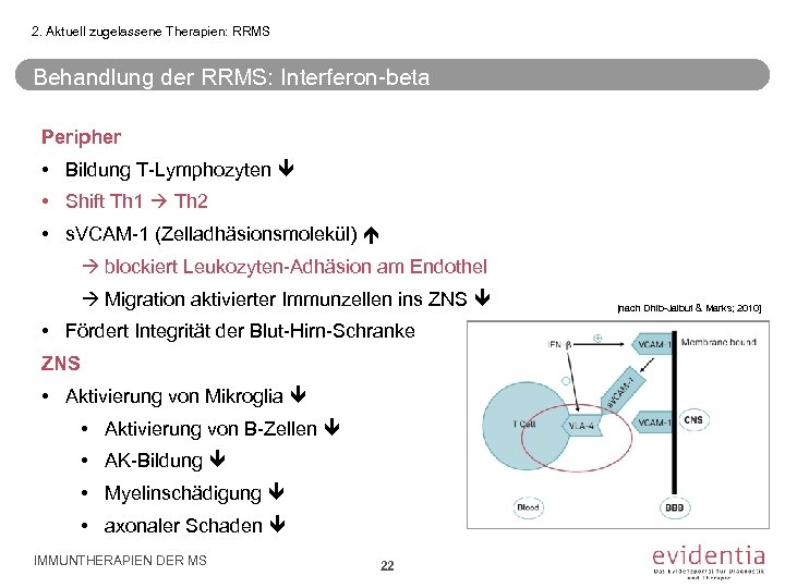 2. Aktuell zugelassene Therapien: RRMS Behandlung der RRMS: Interferon-beta Peripher • Bildung T-Lymphozyten •