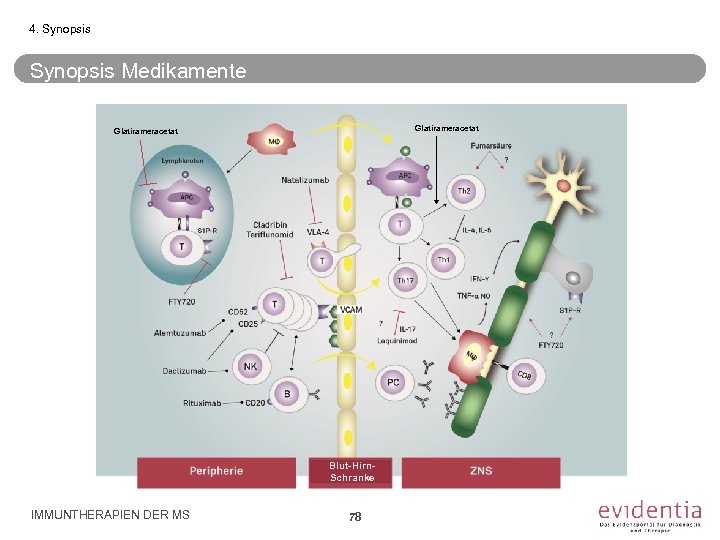 4. Synopsis Medikamente Glatirameracetat Blut-Hirn. Schranke IMMUNTHERAPIEN DER MS 78 