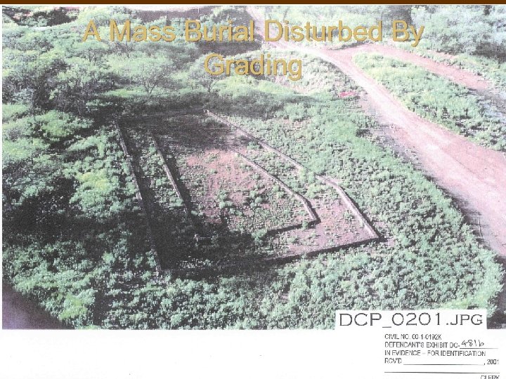 A Mass Burial Disturbed By Grading 