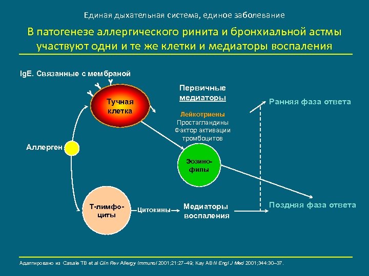 Единая дыхательная система, единое заболевание В патогенезе аллергического ринита и бронхиальной астмы участвуют одни