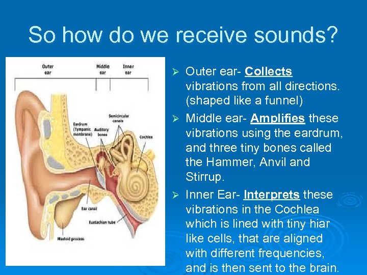So how do we receive sounds? Outer ear- Collects vibrations from all directions. (shaped