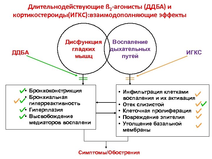 Длительнодействующие ß 2 -агонисты (ДДБА) и кортикостероиды(ИГКС): взаимодополняющие эффекты ДДБА Дисфункция гладких мышц •