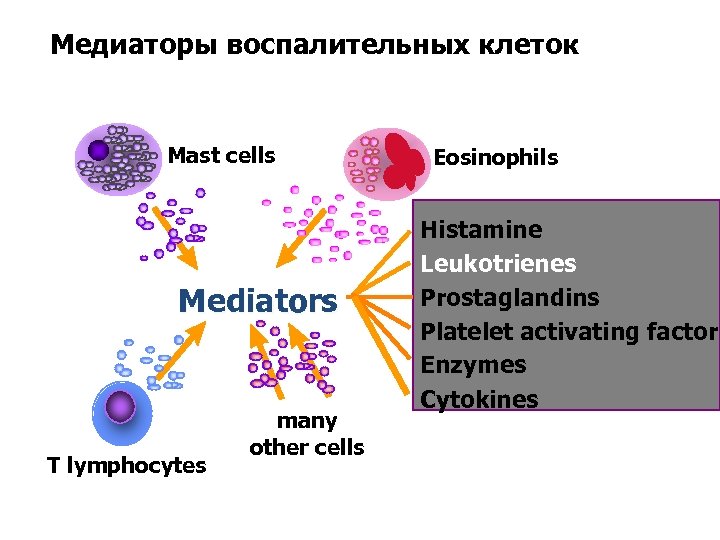 Медиаторы воспалительных клеток Mast cells Mediators T lymphocytes many other cells Eosinophils Histamine Leukotrienes