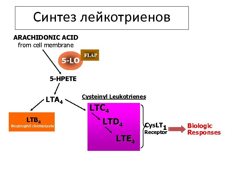 Синтез лейкотриенов ARACHIDONIC ACID from cell membrane 5 -LO FLAP 5 -HPETE LTA 4