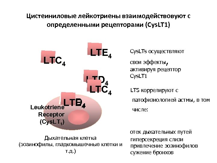 Цистеиниловые лейкотриены взаимодействовуют с определенными рецепторами (Cys. LT 1) LTE 4 LTC 4 LTD