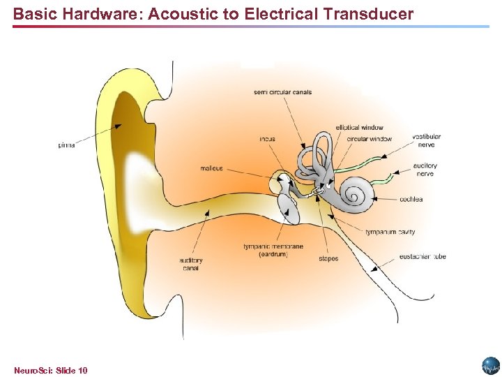 Basic Hardware: Acoustic to Electrical Transducer Neuro. Sci: Slide 10 
