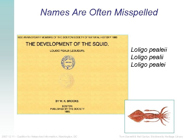 Names Are Often Misspelled Loligo pealeii Loligo pealei 2007 12 11 - Coalition for