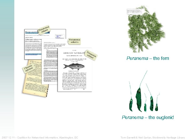 Peranema – the fern Peranema – the euglenid 2007 12 11 - Coalition for