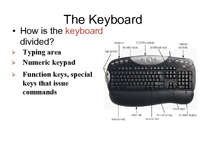 The Keyboard • How is the keyboard divided? Ø Ø Ø Typing area Numeric