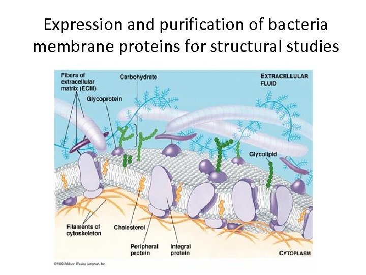 Expression and purification of bacteria membrane proteins for structural studies 