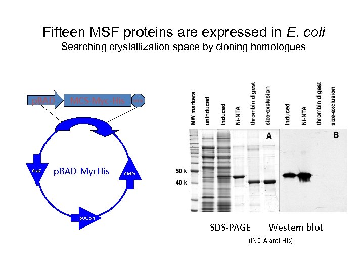 Fifteen MSF proteins are expressed in E. coli Searching crystallization space by cloning homologues