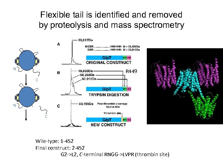 Flexible tail is identified and removed by proteolysis and mass spectrometry N R 449