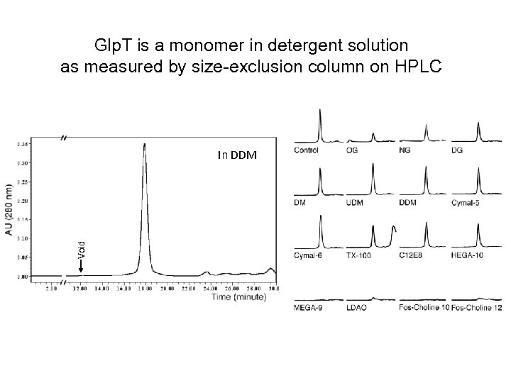 Glp. T is a monomer in detergent solution as measured by size-exclusion column on