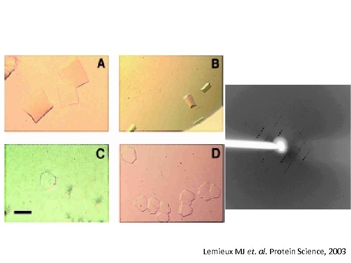 Lemieux MJ et. al. Protein Science, 2003 