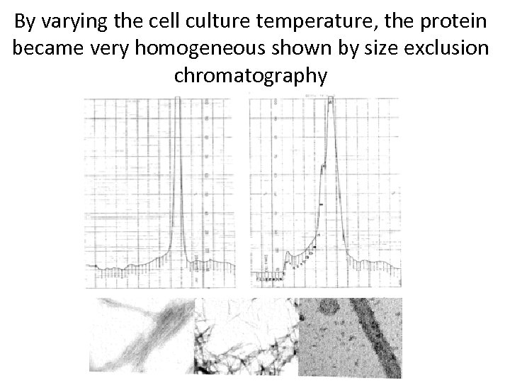 By varying the cell culture temperature, the protein became very homogeneous shown by size