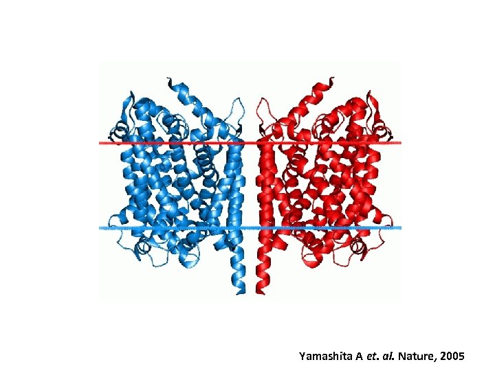 Yamashita A et. al. Nature, 2005 