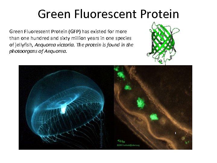 Green Fluorescent Protein (GFP) has existed for more than one hundred and sixty million