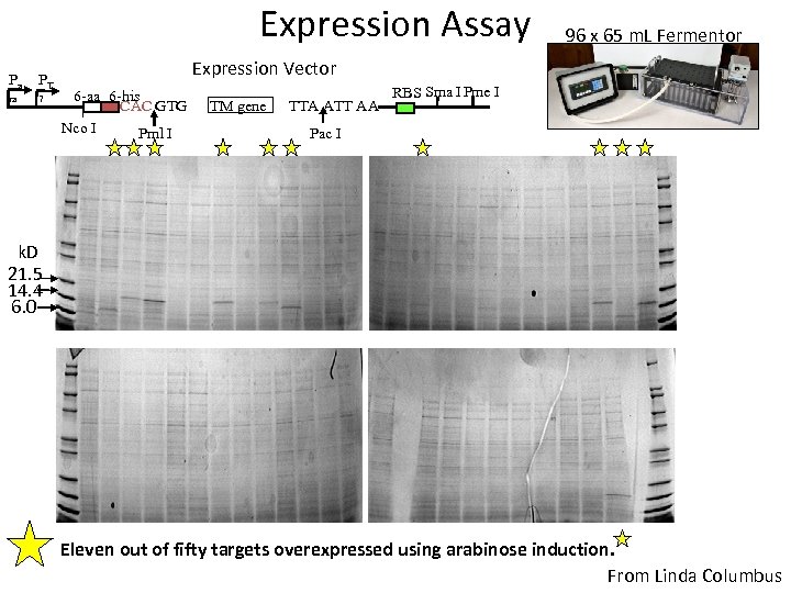 Expression Assay Pa PT ra 7 96 x 65 m. L Fermentor Expression Vector